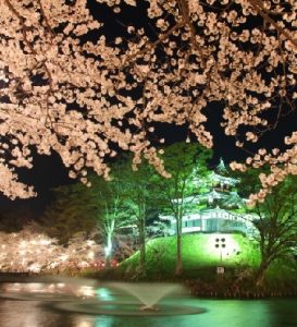 新潟の高田公園で桜の見頃と見所は？
